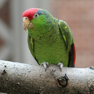 Red-Crowned Amazon