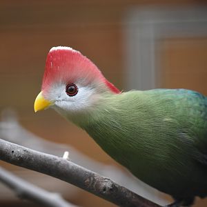 Pink-crested turaco - Tauraco erythrolophus