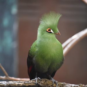 Buffon's turaco - Tauraco persa buffoni
