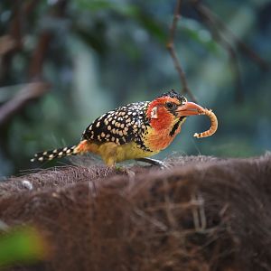 Red-and-yellow barbet - Trachyphonus erythrocephalus