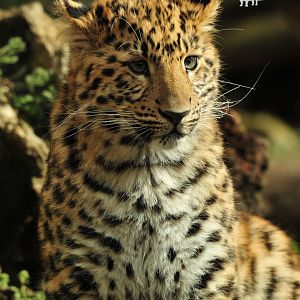 Amur Leopard Cub