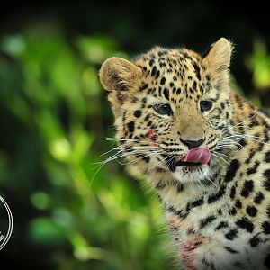 Amur Leopard Cub