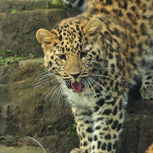 Amur Leopard Cub