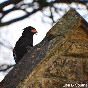 Bateleur eagle