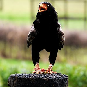 Bateleur eagle