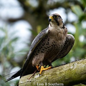 Lanner Falcon
