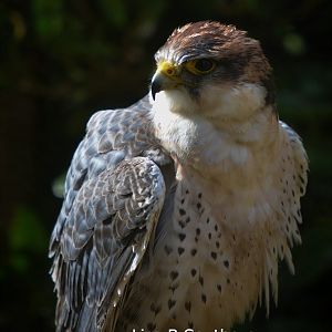 Lanner Falcon
