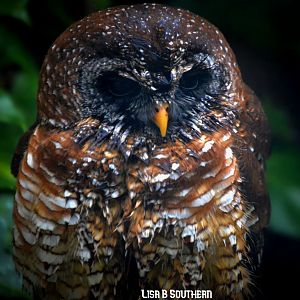 African Wood Owl