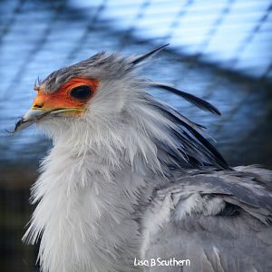Secretary Bird