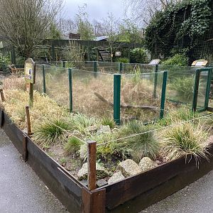 European pond turtle exhibit 150220