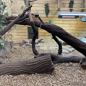 Komodo Dragon 150220