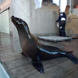 California sea lion - Ron