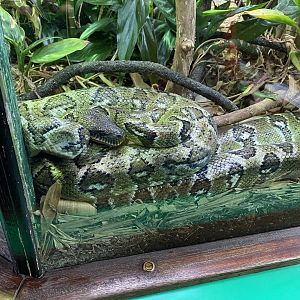 Madagascar tree boa 150220