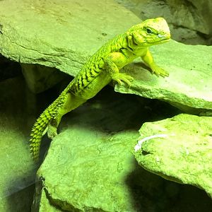 Saharan mastigure 150220