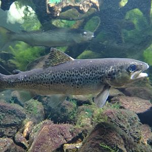 Atlantic salmon