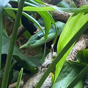 Rhinoceros rat snake 150220