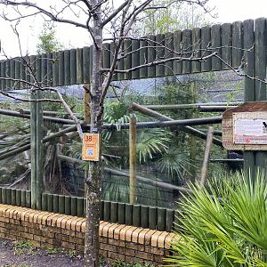 Ocelot exhibit 150220