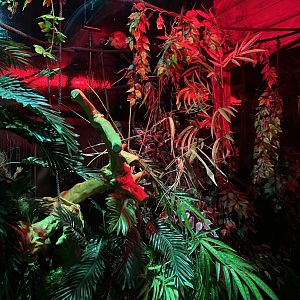 Loris exhibit 150220