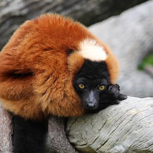 Red Ruffed Lemur