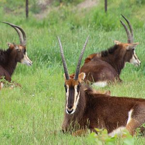 Sable Antelopes