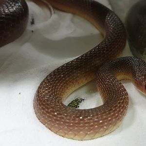 African shovel-nosed snake - Scaphiophis albopunctatus