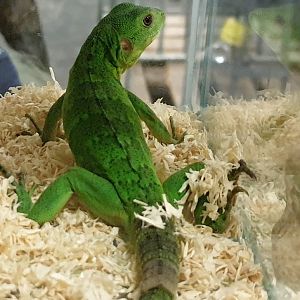 Ctenosaura pectinata