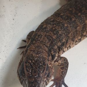 Red tegu - Salvator rufescens