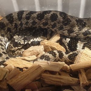 Elaphe quatuorlineata