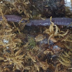 Cameroon blue caecilian - Geotrypetes seraphini