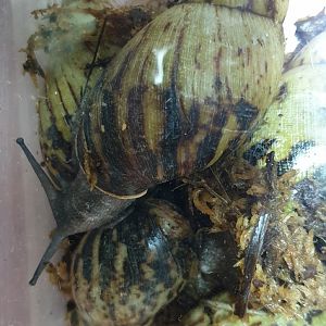 Achatina adelinae
