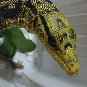 Yellow-headed water monitor - Varanus cumingi