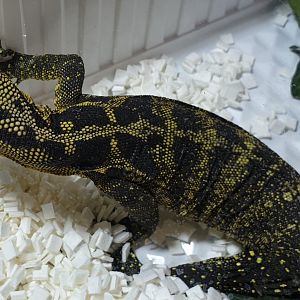 Yellow-headed water monitor - Varanus cumingi