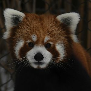 Red panda Leo