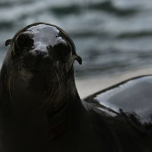 California sea lion Carolyn