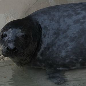 Gray seal pup Peanut