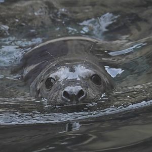 Gray seal pup Celia