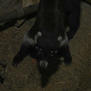 White-nosed coati