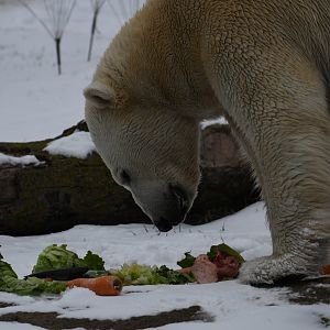 Hudson and his feast on International Polar Bear Day