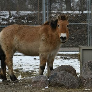 Przewalski's horse