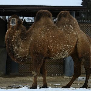 Bactrian camel