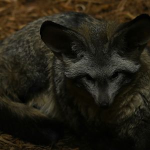 Bat-eared fox