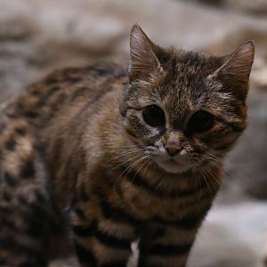 Black-footed cat Karoo