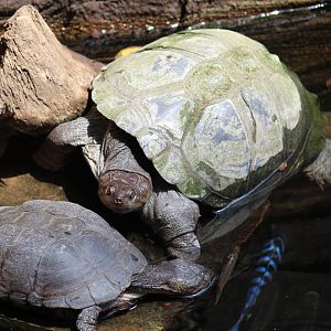 African Helmeted Turtle