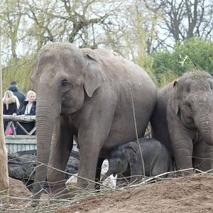 Asian Elephant family