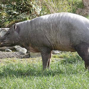 Babirusa boar