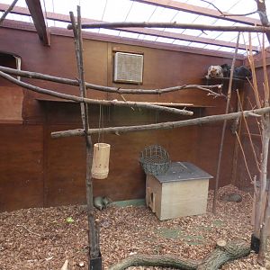 Howler Monkey and Azara's Agouti indoor enclosure