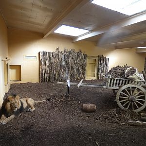 Asian Lion Indoor Enclosure