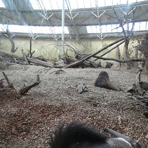 Giant Anteater exhibit in Jaguar house