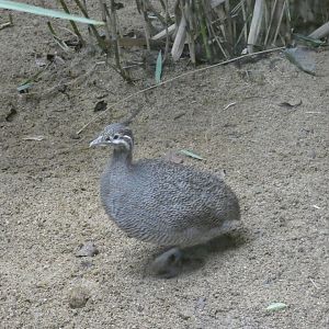 Elegant Crested Tinamou
