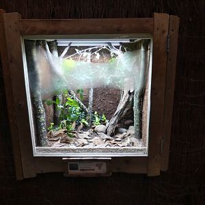 Madagascan Blue Stick Insect enclosure